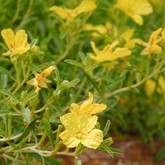 Prairie Lode Sundrops